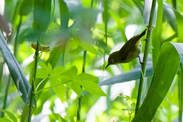 小菅ケ谷北公園　アシの生えた湿地で食べ物を探すメジロ　_DSC0706.jpg