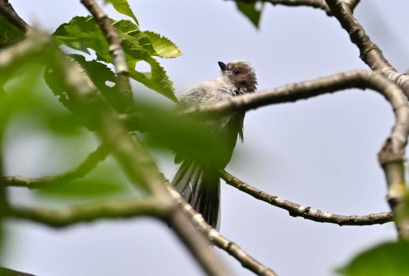 小菅ケ谷北公園　水浴び後、羽を乾かすエナガ幼鳥　DSC_0128.JPG