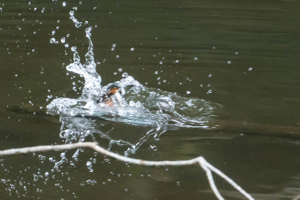 山崎台峯　池に飛び込み飛び立つ寸前のカワセミ　_DSC2714.jpg