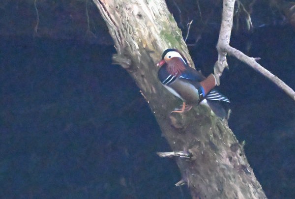 散在ガ池森林公園　倒木に止まって休むオシドリ♂。　DSC_9642_769.JPG
