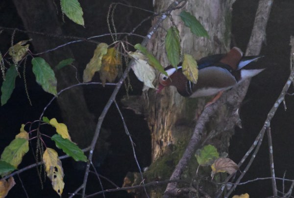 散在ガ池森林公園　止まった木から降りようとするオシドリ♂　DSC_9661_770.JPG