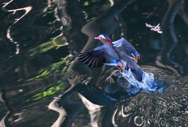 散在ガ池森林公園　池の奥へ飛んでいくオシドリ♂　DSC_2681_1004.JPG