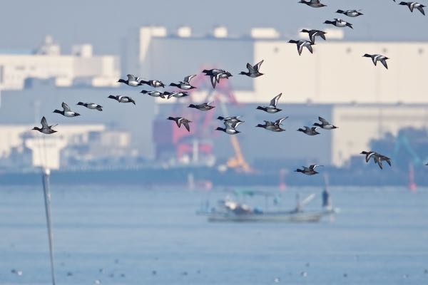 新浦安　沖から飛んで来たスズガモの群れ　_DSC0476.jpg