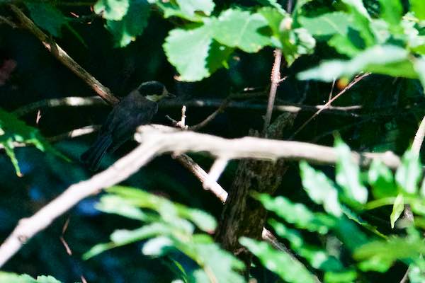 瀬上市民の森　瀬上池の斜面の日陰で見られたヤマガラ幼鳥　_DSC5721.jpg