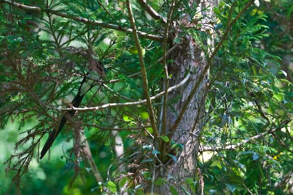 獅子舞谷　杉の葉で顔が見えない　_DSC3444.jpg