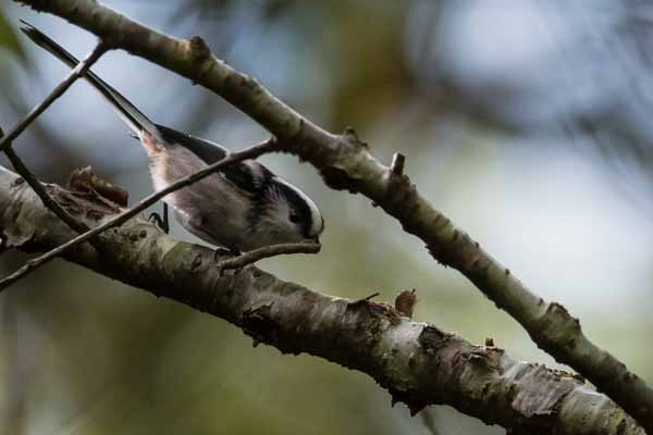 箱根ビジターセンター周辺　野鳥の森でシャクトリムシを捕えたエナガ１　_DSC3037.jpg