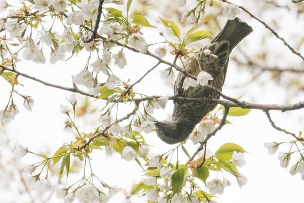 舞岡公園　オオシマザクラを吸蜜するヒヨドリ２　_DSC6515.jpg