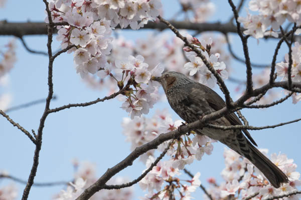 舞岡公園　桜の花を吸蜜するヒヨドリ１　_DSC3695.jpg
