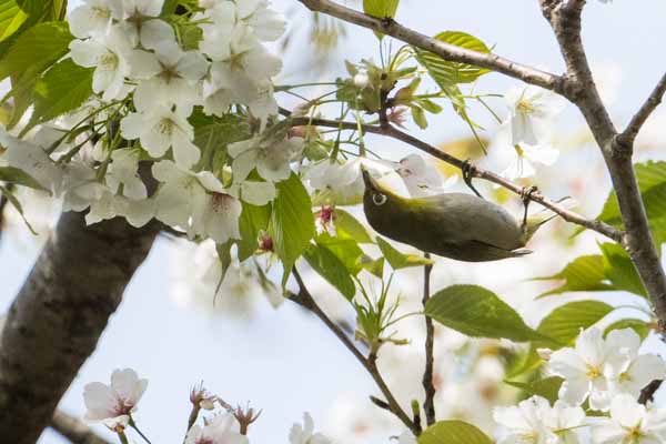舞岡公園　桜を吸蜜するメジロ　_DSC5047.jpg