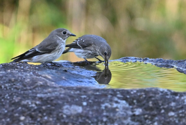 舞岡公園　水を飲む２羽のエゾビタキ　DSC_2556_192.JPG