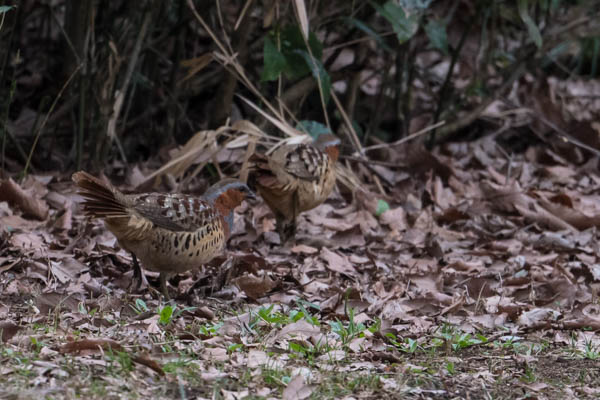 舞岡公園　狐久保で見られた２羽のコジュケイ　_DSC2825.jpg