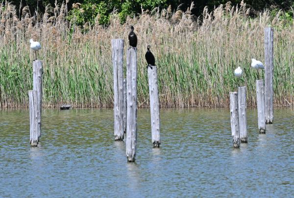 葛西臨海公園　上の池の杭で休息するクロツラヘラサギ　DSC_9098_1489.JPG