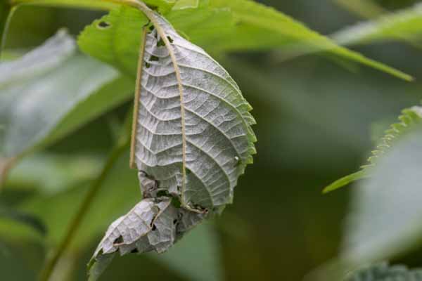 裏山　カラムシの巣の中で葉を食べ育つアカタテハ幼虫　_DSC8380.jpg