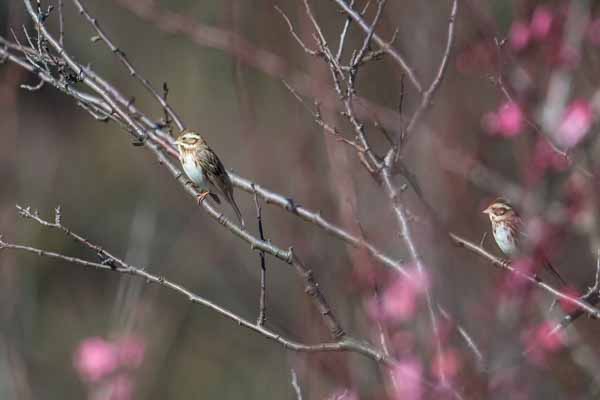 裏山　小群で桜に止まるカシラダカ　_DSC0739.jpg