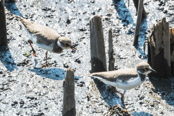 金井遊水池　小さな獲物を採食していた２羽のコチドリ幼鳥　_DSC9414.jpg