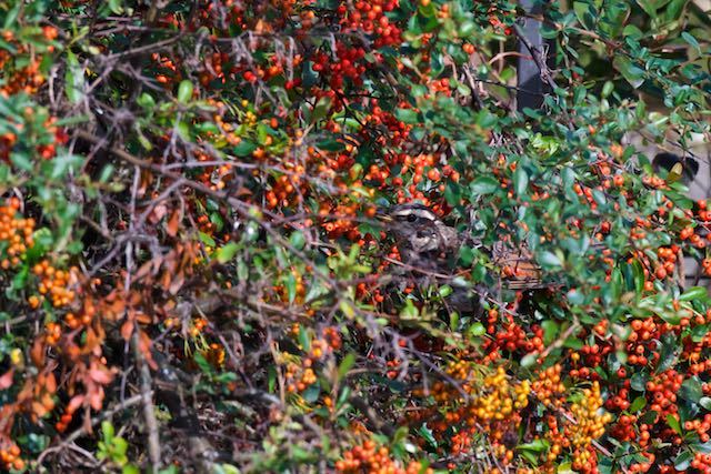 㹨川　ピラカンサの茂みで採食するツグミ　_DSC0204.jpg