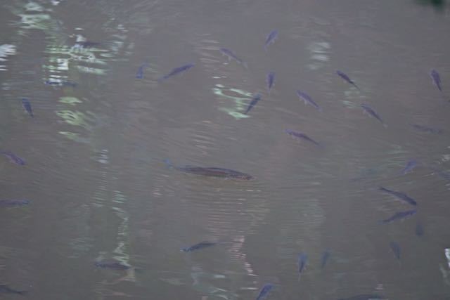 瀬上市民の森　瀬上池はブラックバスと思われる魚類が沢山　_DSC9678.jpg