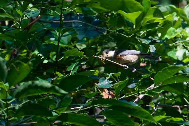 瀬上市民の森１　バッタを食べるヤマガラ幼鳥　_DSC6613.jpg