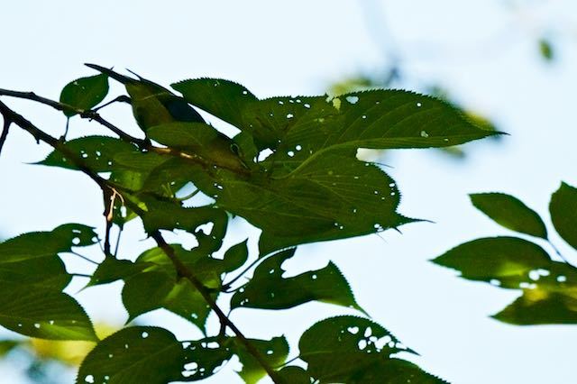 瀬上市民の森１　桜で採食していたメジロ　_DSC6584.jpg