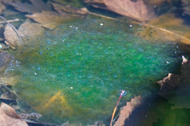 箱根ビジターセンター周辺　野鳥の森の小さな池で見られた緑色の卵塊　_DSC7656.jpg