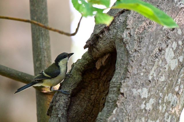 舞岡公園　ウロを覗いていたシジュウカラ幼鳥　_DSC9939.jpg