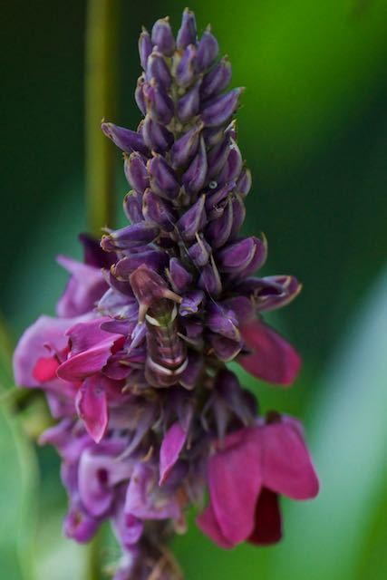 舞岡公園　クズの花を食べて育つウラギンシジミ幼虫　_DSC5723.jpg