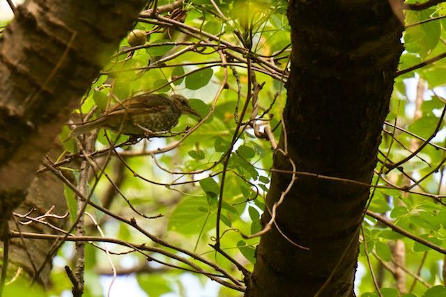 舞岡公園　前田の丘の雑木林で４羽見られたヒヨドリ　_DSC5680.jpg