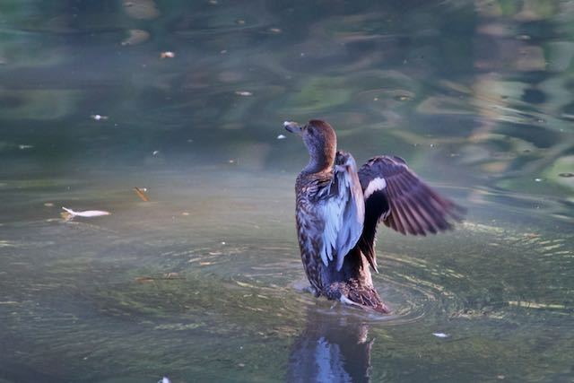 舞岡公園　大原沖池で４羽確認出来たコガモ　_DSC6945.jpg