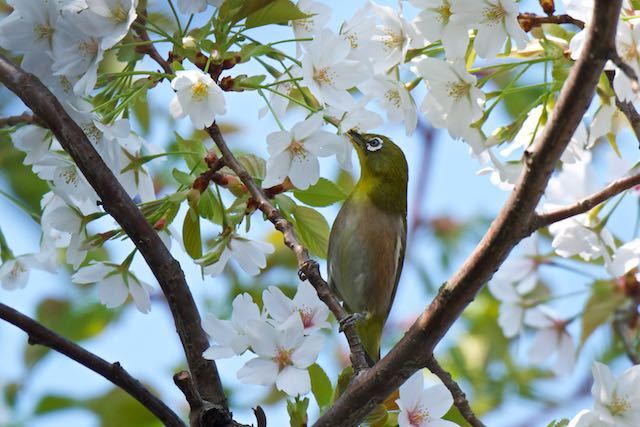 葛西臨海公園　桜を吸蜜するメジロ　_DSC9957.jpg